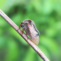 Thornhopper, Centrotus cornutus