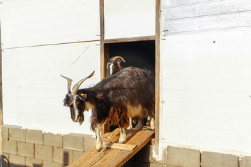 Exploitation of goat cattle.