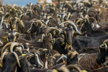 Exploitation of goat cattle.