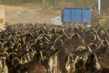 Exploitation of goat cattle.