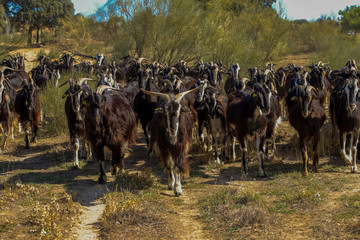 Exploitation of goat cattle.