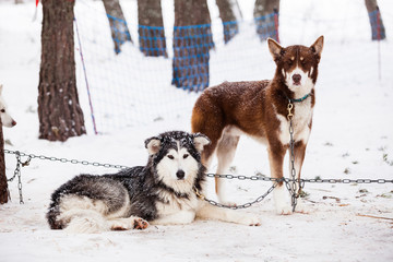 chiens de traineau 2