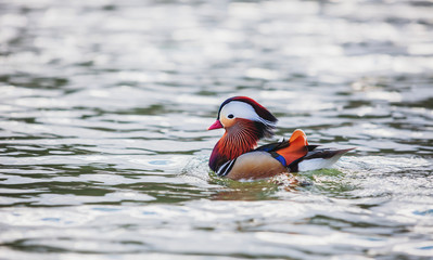 Canard mandarin 