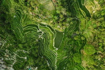 Deurstickers Landscape of the ricefields and rice terrace Tegalalang near Ubud of the island Bali in indonesia in southeastasia. Aerial drone view. © irengorbacheva