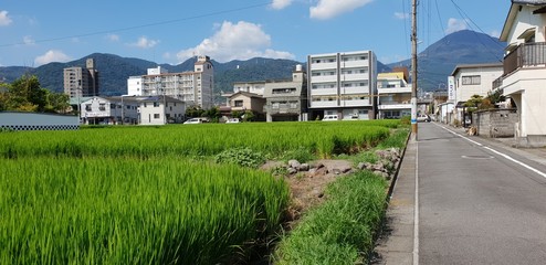 Fototapeta na wymiar rice field in the city