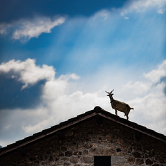 ch&egrave;vre sur le toit 