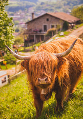 Vache highland. 5