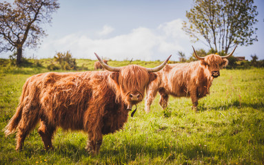 Vache highland 4