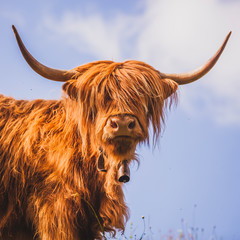 Vache highland 3