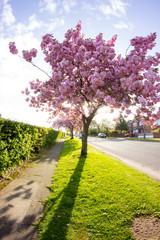 Naklejka premium cherry blossom tree in bloom