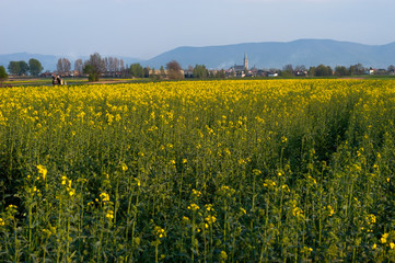 Obraz premium Yellow and green field of blooming canola with tractor and church on a blue sky and mountains background. Wilamowice is a rural town in southern Poland, situated in the Bielsko County, Europe.
