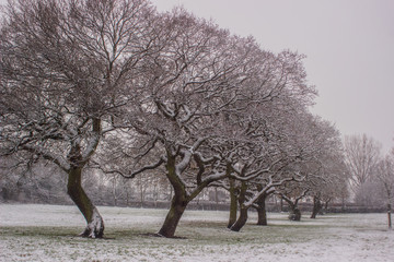 tree in winter