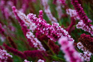 pink flowers in garden