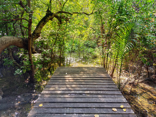 Wooden walkway in mangrove forest