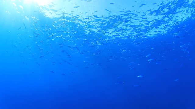 Underwater video of sardines fish in ocean 