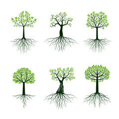 Fototapeta premium Set od Green vector Trees. Roots and Leaves. Plant in garden.