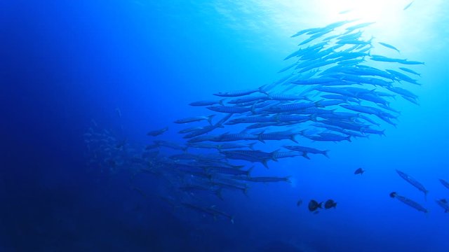 School of Chevron Barracuda fish underwater 