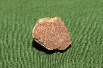 Specimen of fine white truffle in the foreground