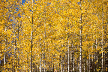 Aspen Trees in fall 