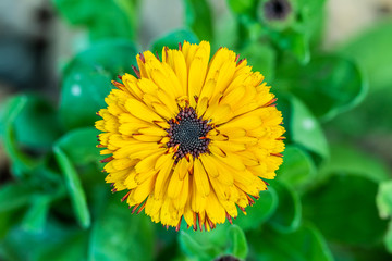Yellow marigold flowers close up