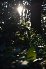 Sun Ray Bokeh In Forest