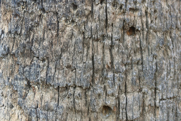 Wooden tree bark irregular texture background - grooves and holes close up