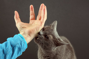 gray cat aggressively bites a man’s hand. human-animal relationship