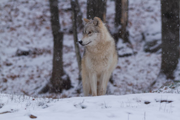 A lone arctic wolf