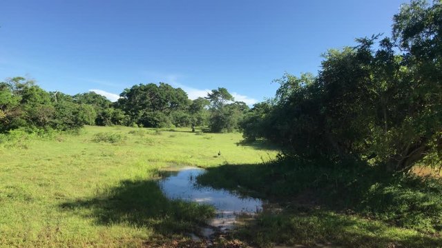 Yala, Sri Lanka, bush field and bird 4K