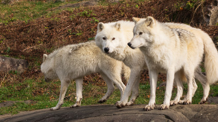 Naklejka na ściany i meble Arctic Wolves in nature