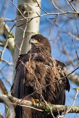 Eagles Flying and in Trees