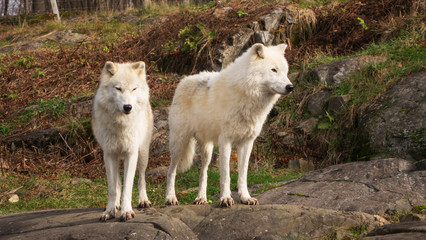Arctic Wolves in nature
