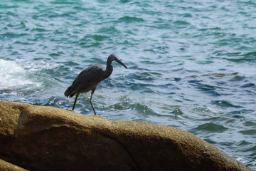 Black Heron hunts on the gulf of sea in Thailand