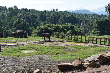 viaje a sri lanka