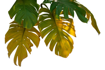 Monstera green and yellow leaf jungle creeping plants isolated on white background have clipping...