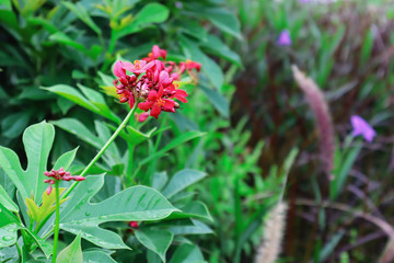 .Red flowers and green leaves in the garden