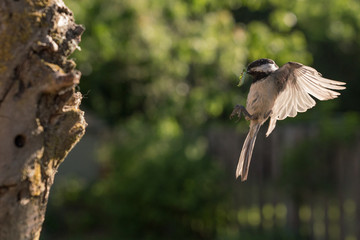 Black-capped Chickadee ( Poecile atricapillus) bringing an insect to it's young in a nesting cavitiy in an urban backyard.