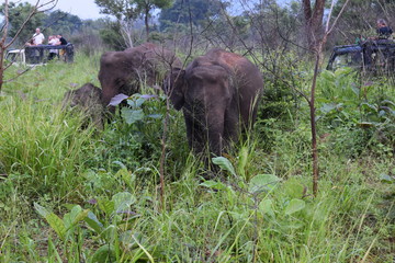 viaje a sri lanka