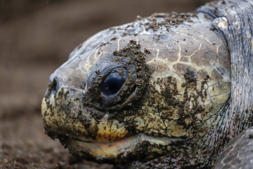 Olive Ridley sea turtle
