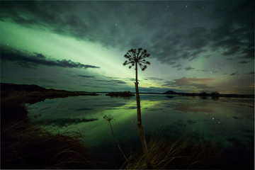 Aurora Borealis (Northern Lights) above a reed flower