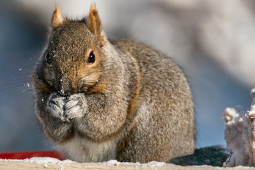 Naklejka na ściany i meble close up squirrel eating in the snow 