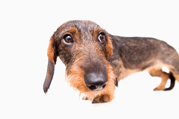 Dachshund on isolate white background. Dachshund stands on a white background and looks away.
