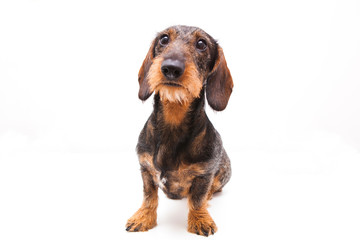 Beautiful dachshund sits on a white background and looks away. Dachshund on isolate white background.