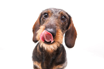 Portrait of a dachshund on a white background.  The hunting dog looks at the camera and licks,...
