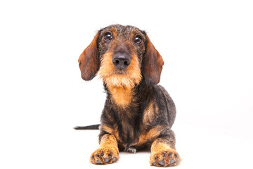 Dachshund lies on a white background looking at the camera. Dachshund on isolate white background.