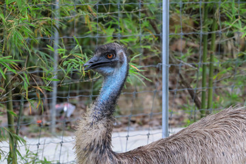Close up head of emu is looking away