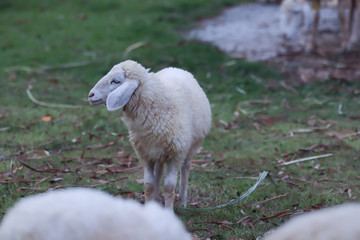 Naklejka na ściany i meble White sheep standing on green grass