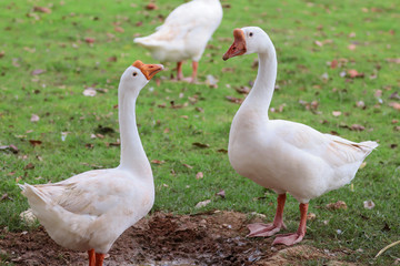 Close up of white goose standing on green grass