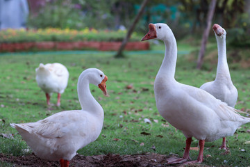 Close up of white goose standing on green grass