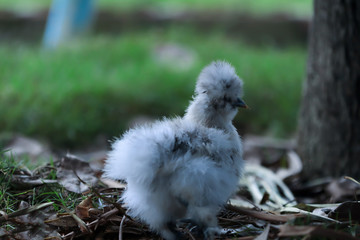 Close up of white silkie chicks looking for food on the floor